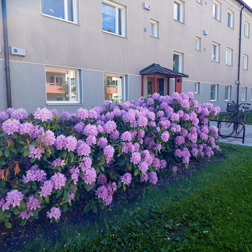 Blommor Köpmangatan 3 A-C